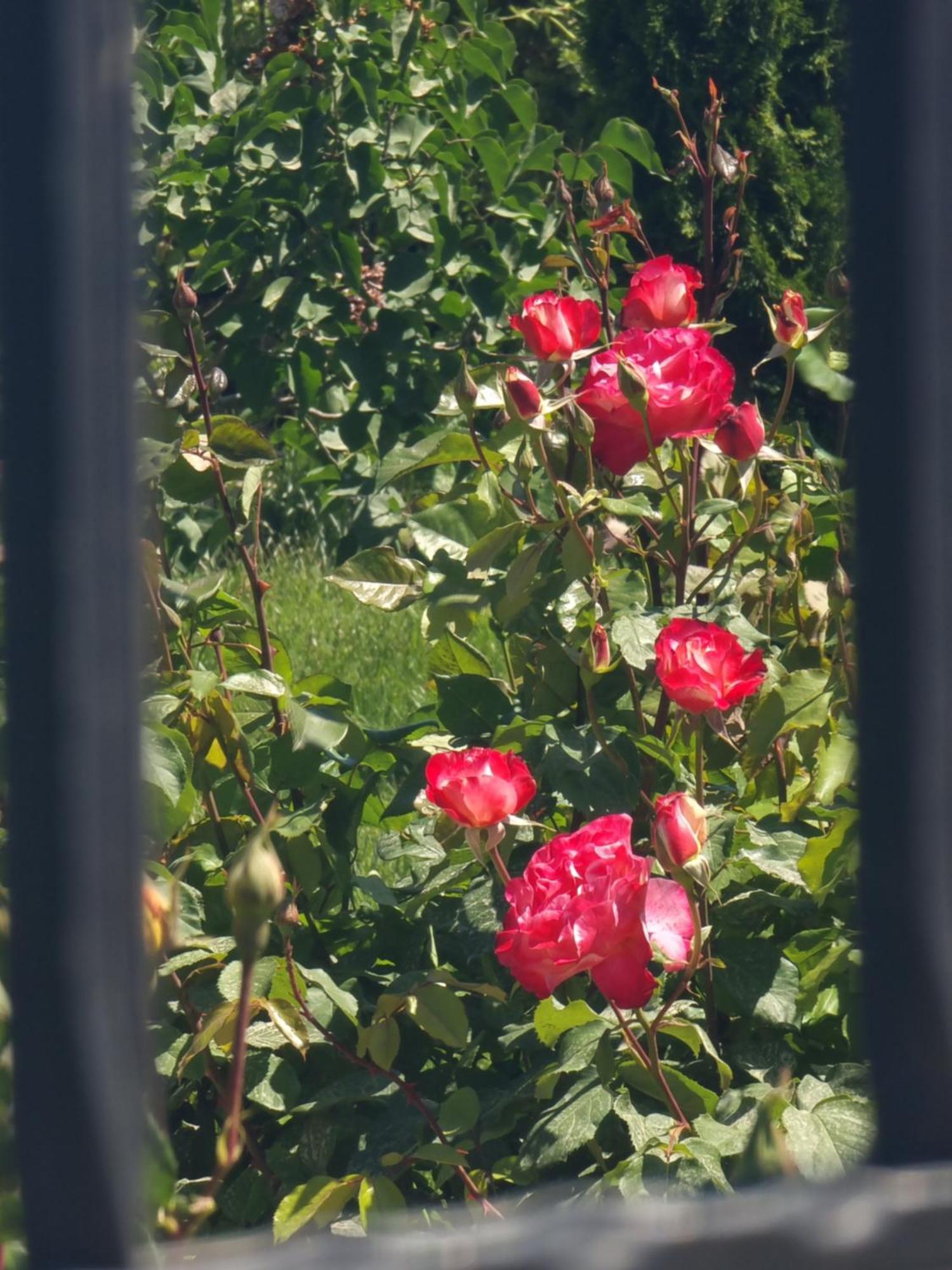 Casa Cu Trandafiri Murighiol Dış mekan fotoğraf