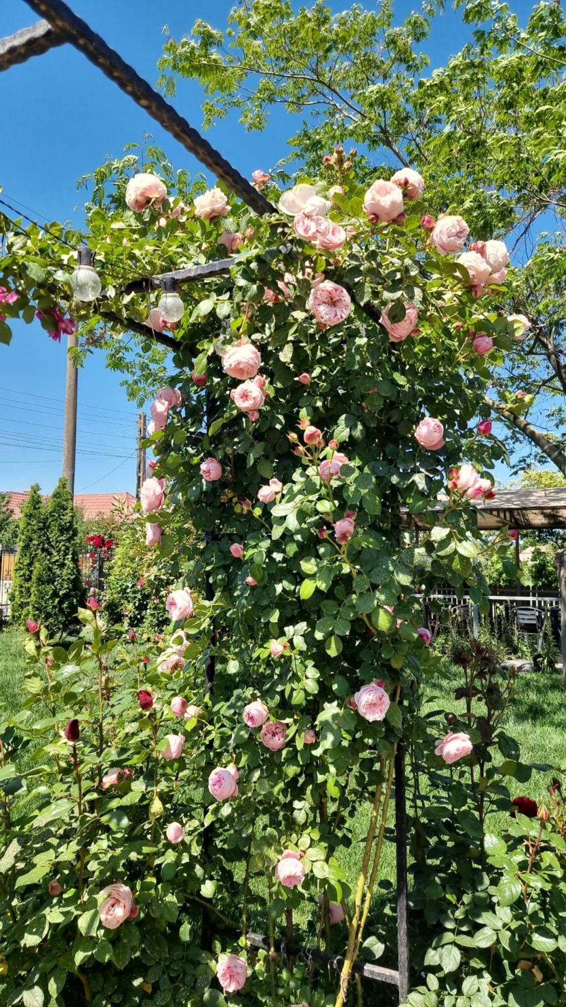Casa Cu Trandafiri Murighiol Dış mekan fotoğraf